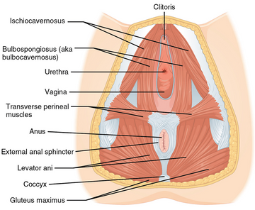 Perineal Massage During Pregnancy – What, When & How